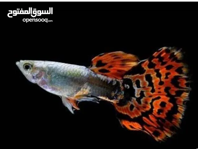 اسماك جوبي للبيع