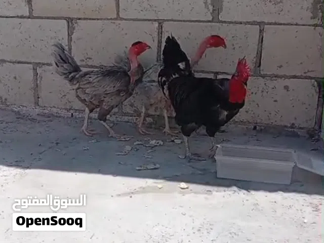 دجاج ابو رقيبه