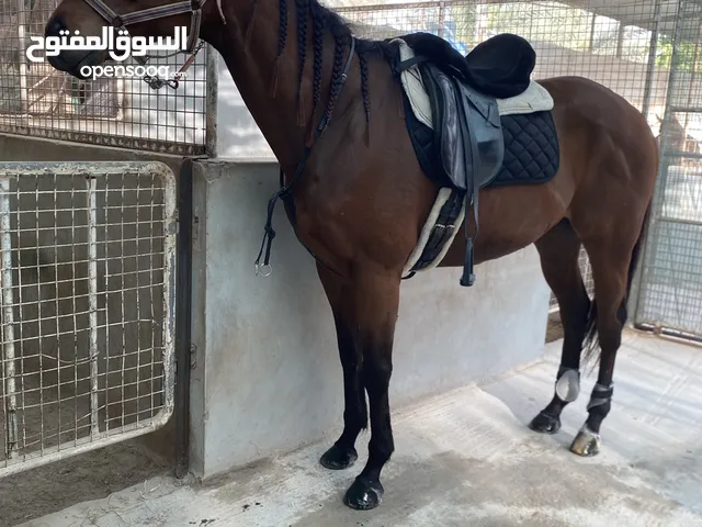 حصان انقليزي