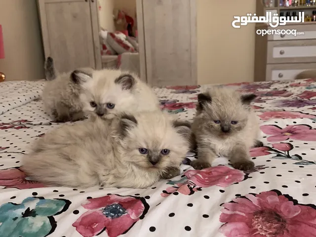 بيور هيمالايا كتن Cute Himalayan kitty