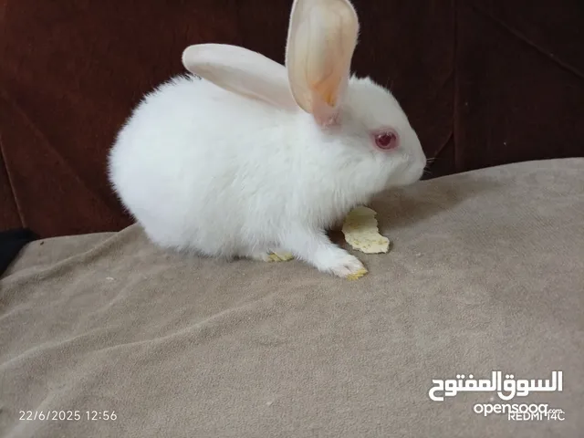 ارانب كيوت للبيع حبه على اربعه نظافه كيوت للاطفال غير شامل توصيل نظافه تربيه منزليه يوجد كميه