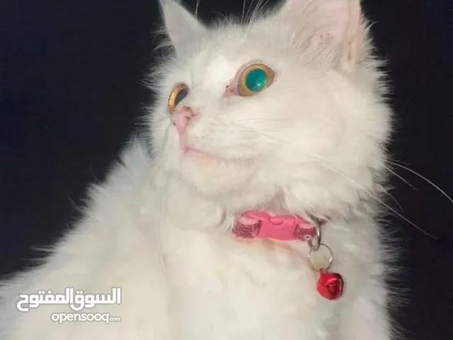 قطة أنثى للبيع شيرازية Persian Cats