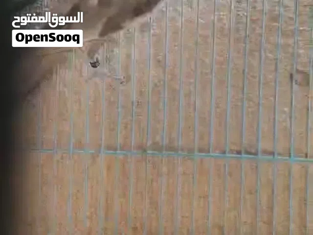 كوكتيل للبيع بسعر رمزي ( الوصف مهم جدا )