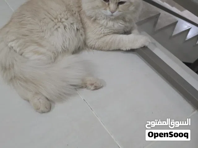 Orange Persian Cat - 2yo Male