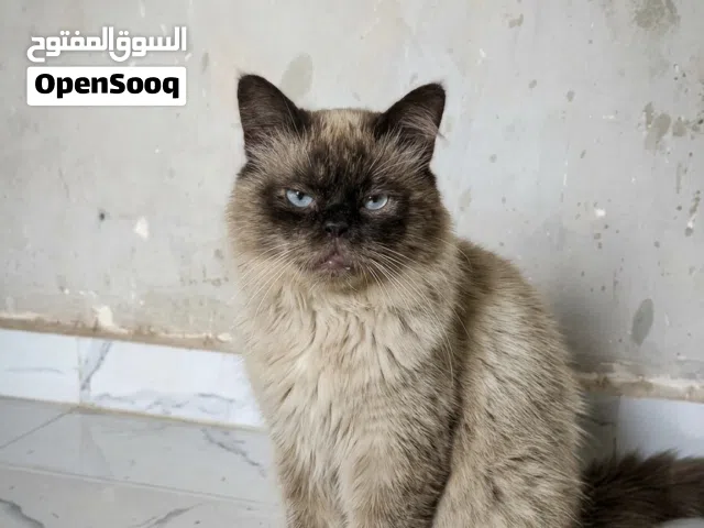 انثى حاجة صح Himalayan) أو سيامي بيكي فيس (Peke-face)