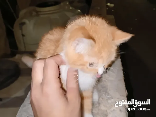 قطه للبيع العمر شهرين