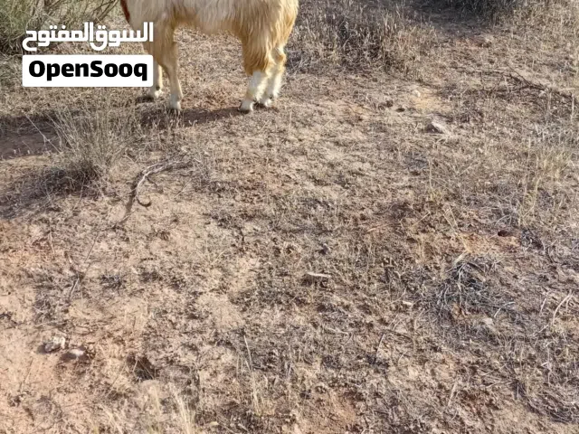 السلام عليكم ماعز وعنز