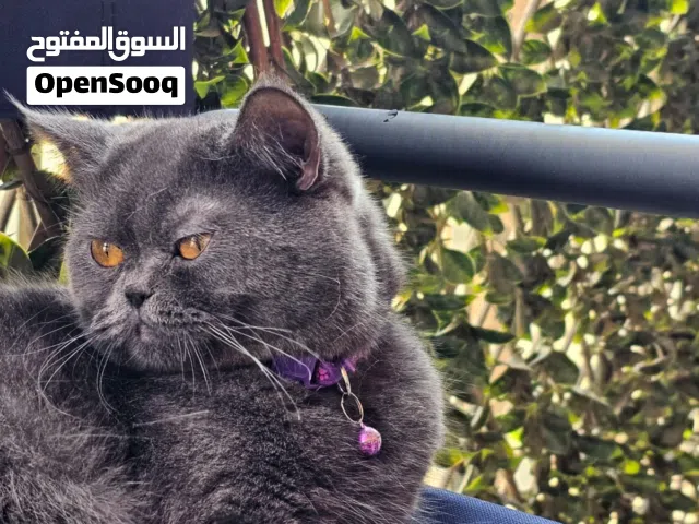 قط بريتش عمره اقل من 8 شهور