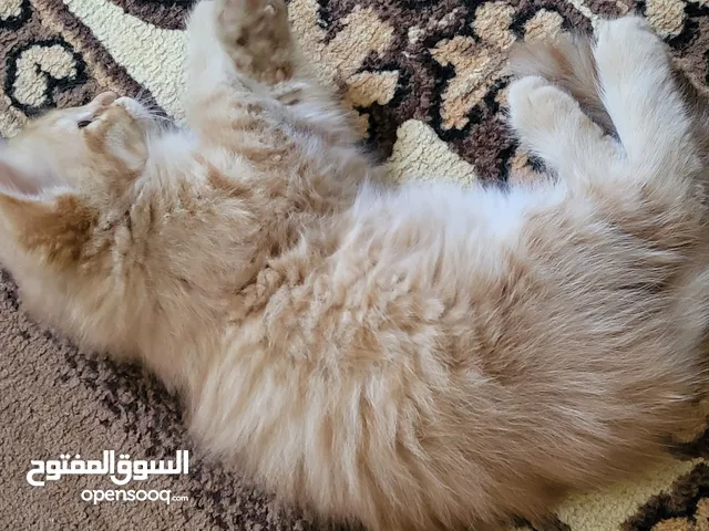 قط شيرازي فارسي