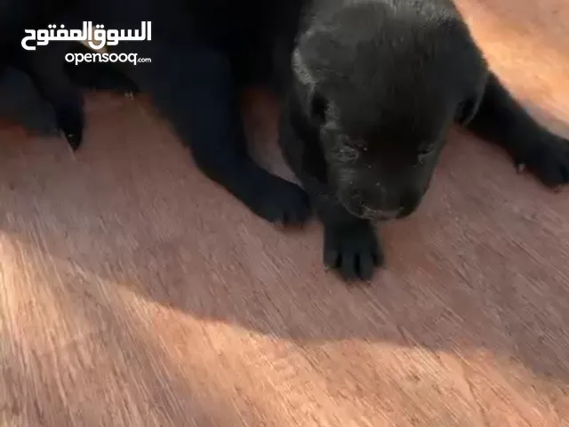 الحيوانات الأليفة