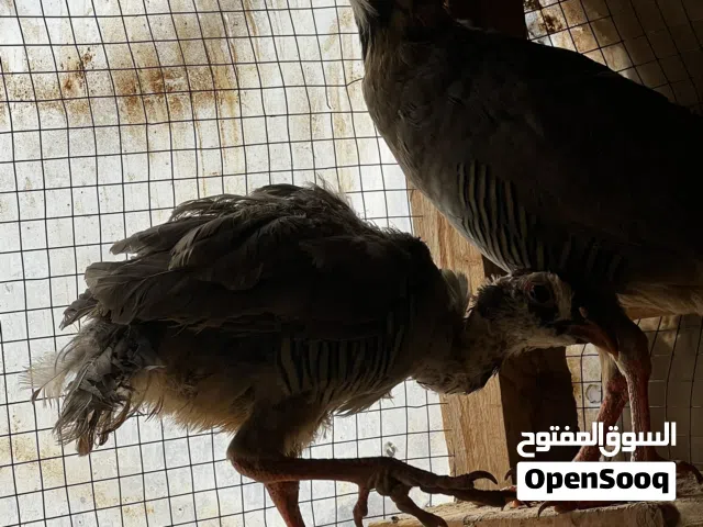 عقب للبيع يتوفر لدينا عقب لمن يحب تربية العقب الأليفة ممتازة جدا وصحية مضمون جدا وحجمها طيب