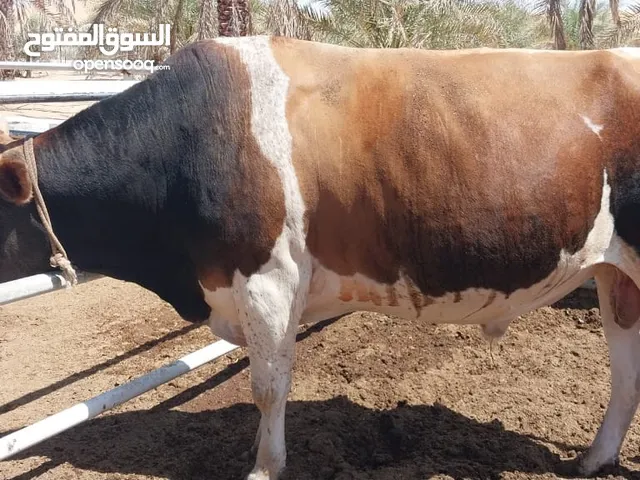 ثور جيرسي مهجن هولندي