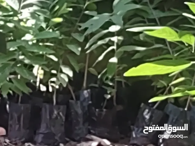 شتلات مستعفل مفيد للإنسان يعالج أمرا ض سلطانيه أجارنا الله