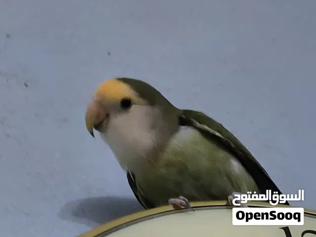 روز نص ولافه للبيع