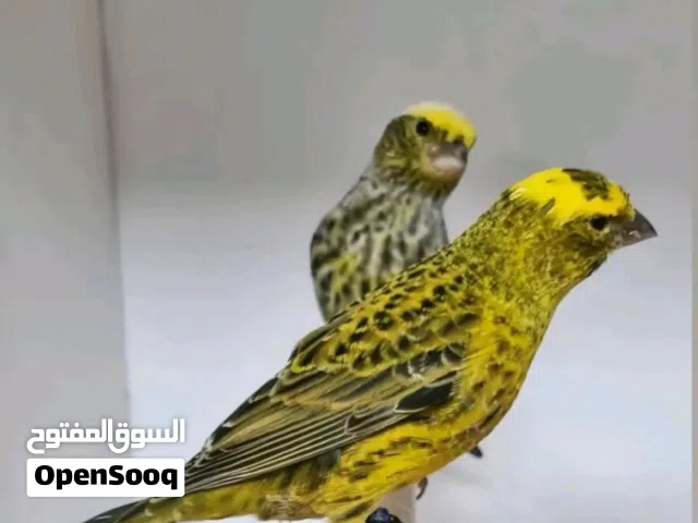 جوز كنار لزارد بصلاة عنبي