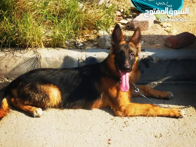 كلب جيرمن للبيع 4000ج أوامر وطاعه وحراسه Boyka كسحه ضهر وقفه ودان الله يبارك للمشتري