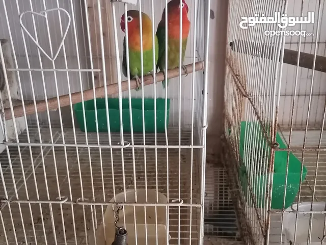 parrot gorgeous sale 1 time bread