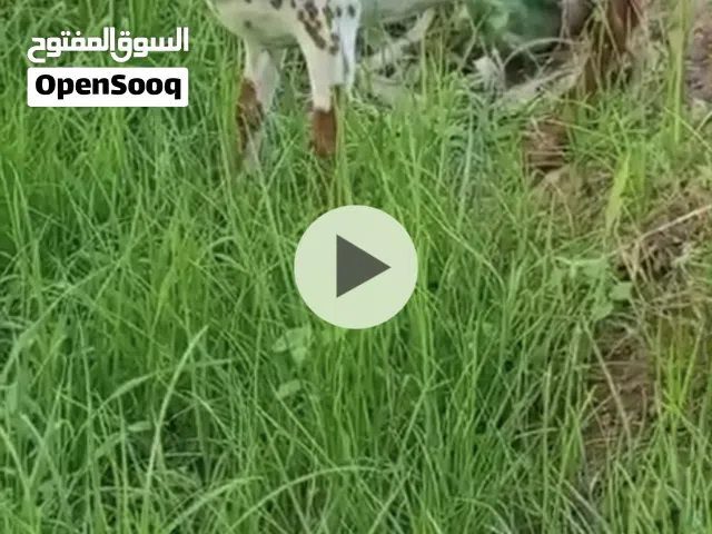 غنمه للبيع 75 للجاد فقط
