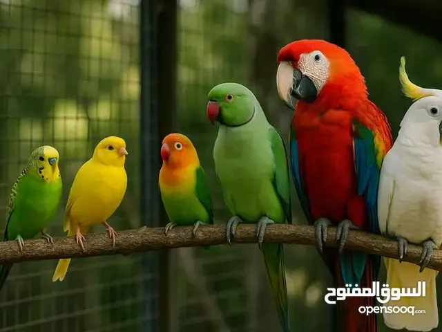 مروض طيور 4011