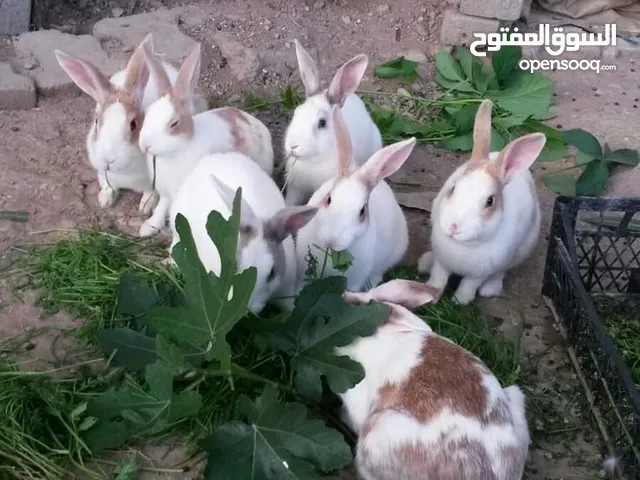 أرانب جنس مخلط حاجه غليظه الله يبارك 8 كوبيات