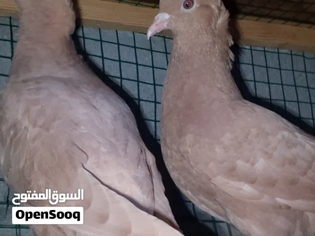 زوج حمام اصفر