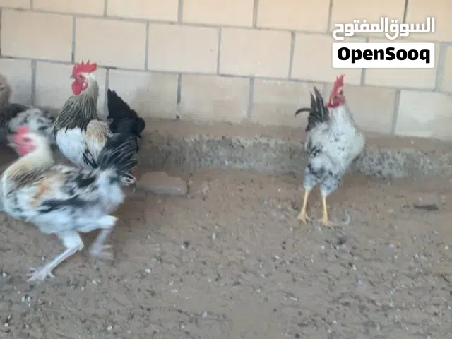 ديوك للبيع