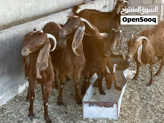 معيز العدد13 والدات تحتهم 23صغارهم  11جدي  12عناق  ومكسبات بعد صغارهم  مهران حليب