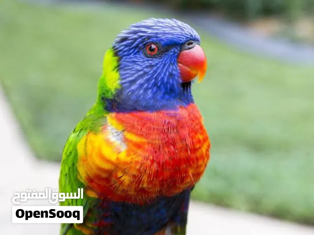 ببغاء الوري