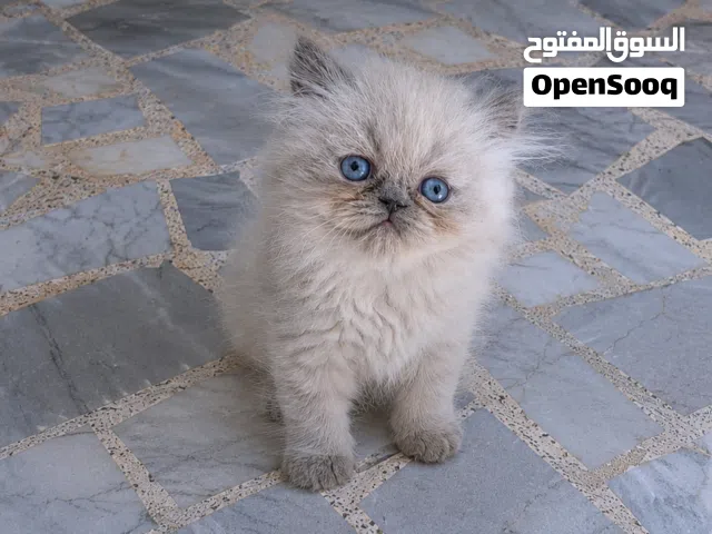 هملايا مون فيس