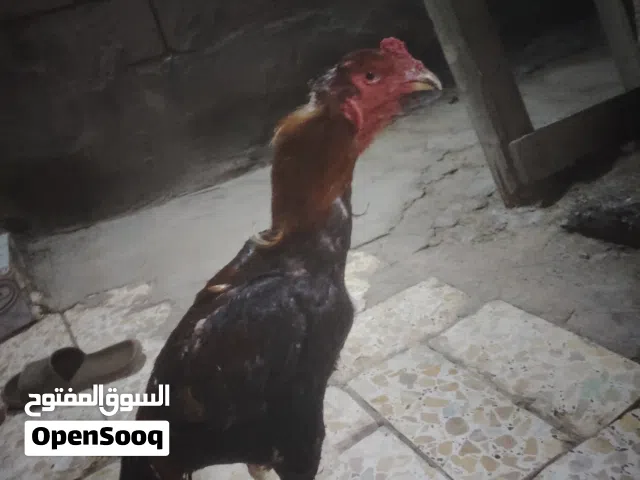 ديك هراتي تركي مقاتل شوف الفديو ولوصف