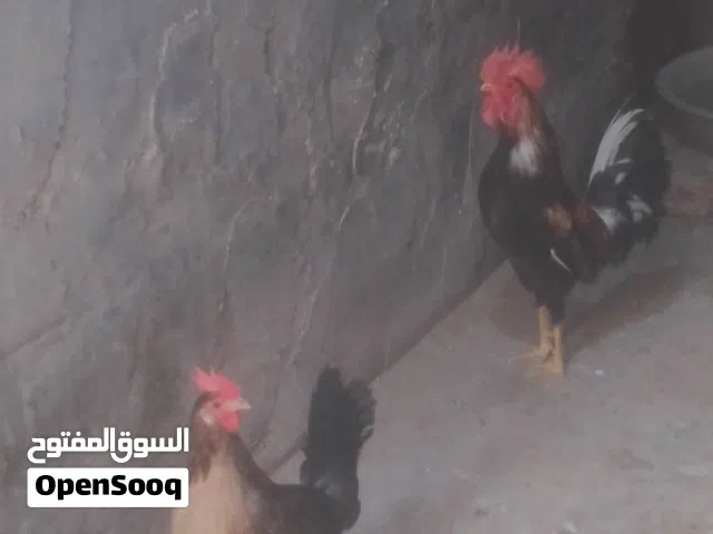 للبيع ديج ودجاجه كويتي