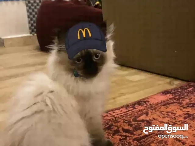 Himalyan cat for sale قطة هملايا للبيع