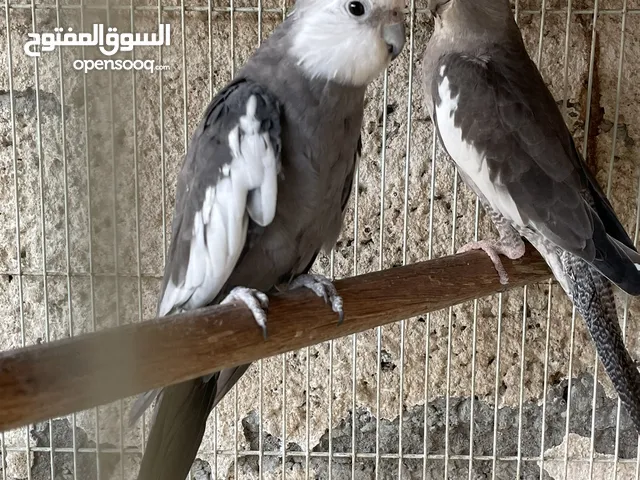 زوج كوكتيل وايت فيس