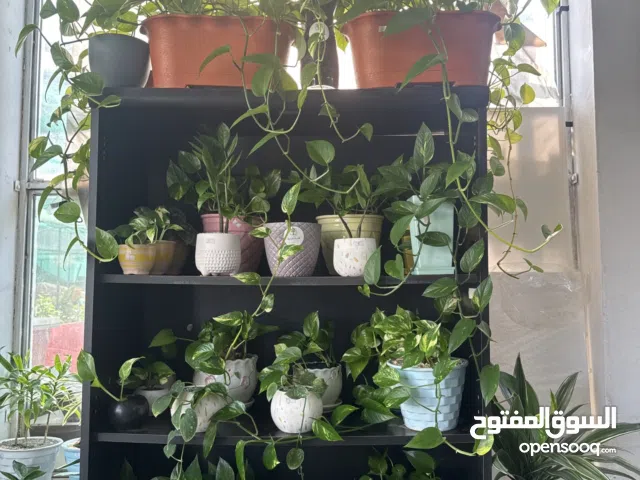 Indoor plants