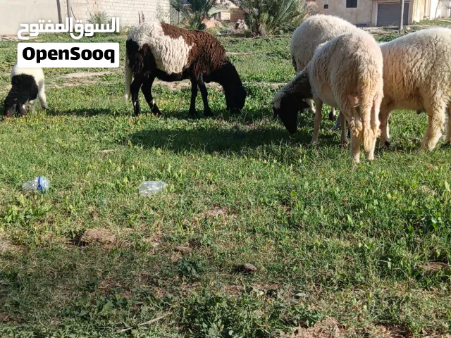السلام عليكم ورحمة الله وبركاته الحمد لله والصلاة والسلام على رسول الله سعي ربي بارك