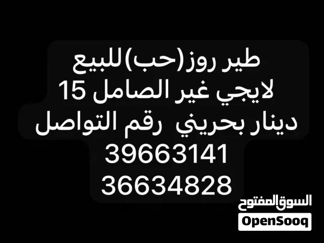 طير روز لايف مومدرب بيعا سريعة إلى صاملين مطلوب 15