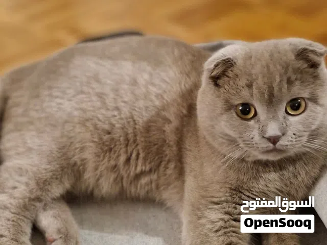 سكوتش فولد قطة حديثة الولاده للبيع Scottish fold cat newborn for sale