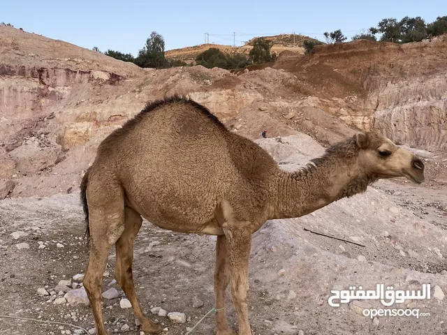 ناقه للبيع