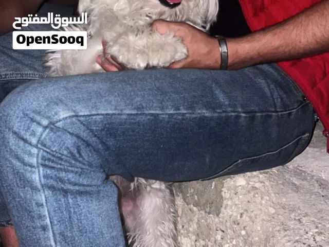 للبيع ذكر فرنش تير