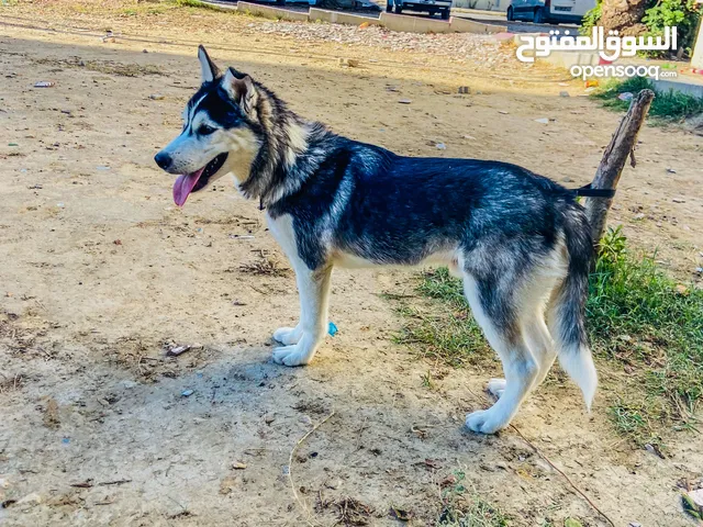 بيع كلب هاسكي