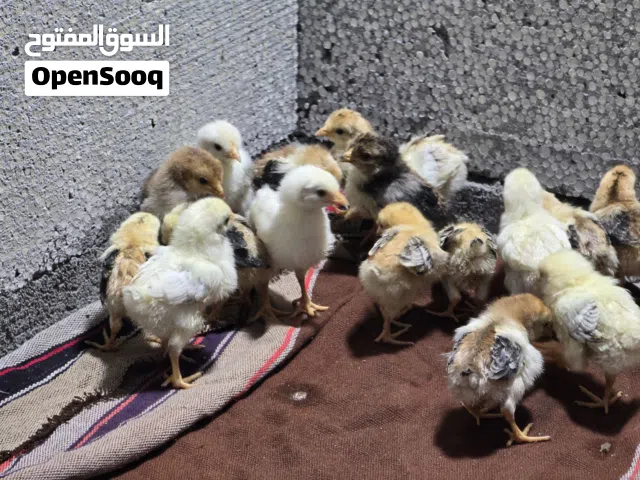 دجاج كويتي افراخ ماكنتوش+كحالي