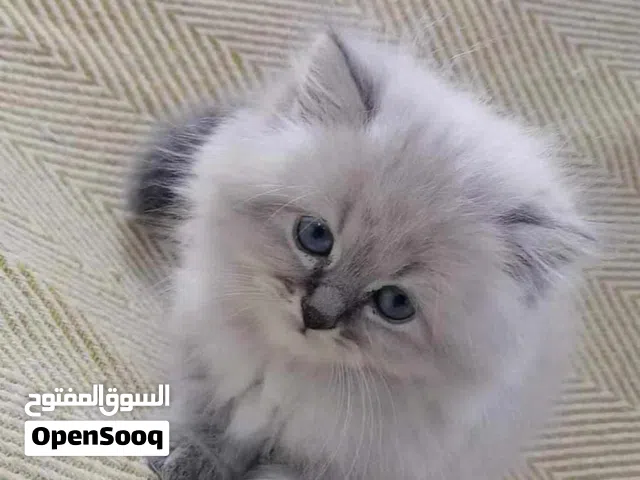 هملايا صغيره عمر شهرين