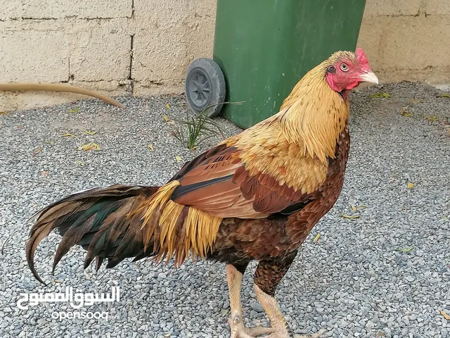 ديك ميوالي بصحه جيده