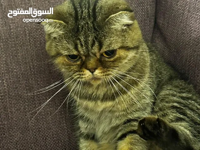 Cats for adoption قطط للتبني