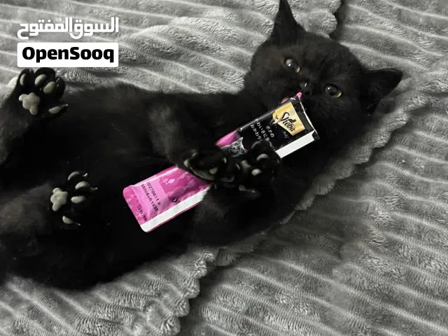 للبيع قطط كتن مع الام