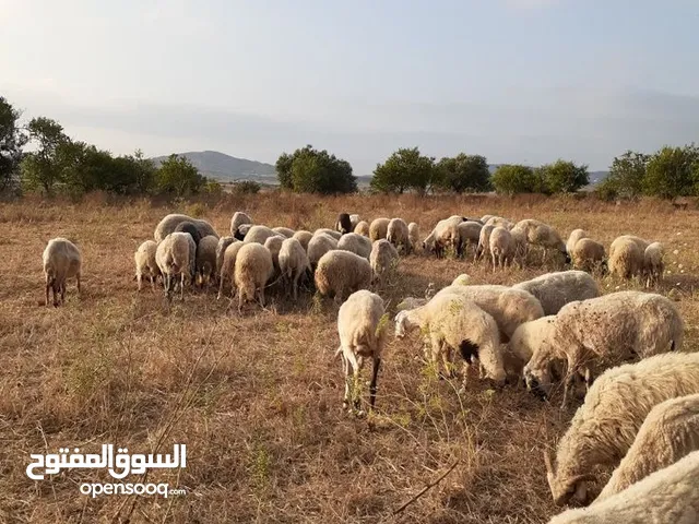 أغنام و ماعز واضاحي و عقق
