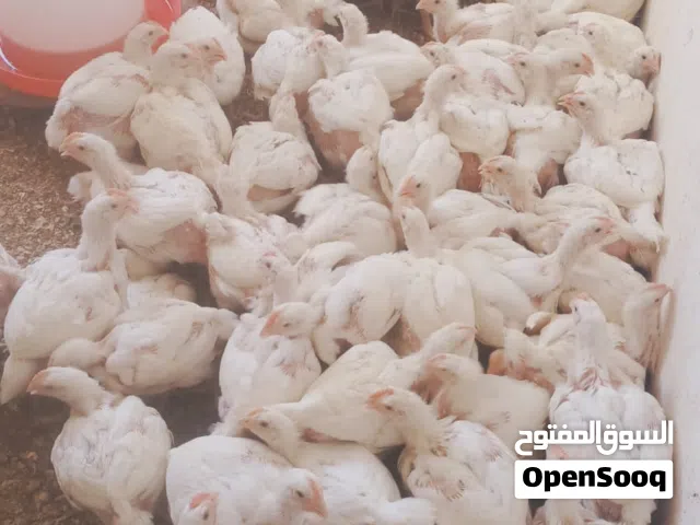 يتوفر دجاج كبير صافي الوزن 1 كيلو 1000جرام الموقع ولايه عبري خلف مستشفى أستر