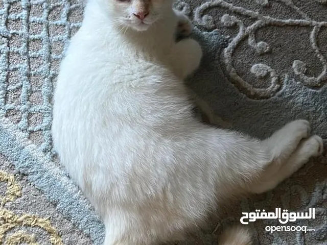 Cats for free Adoption / قطط للتبني