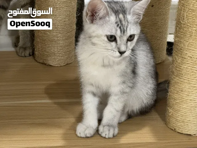 قطة شيرازيه للتبني - العين