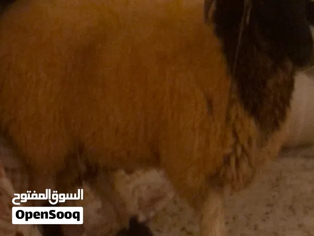 خروف للبيع